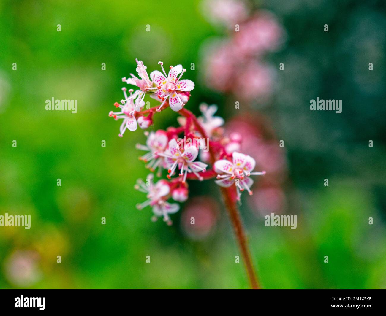 Close up of Saxifraga 'Urbium', London Pride, flower in garden Stock Photo