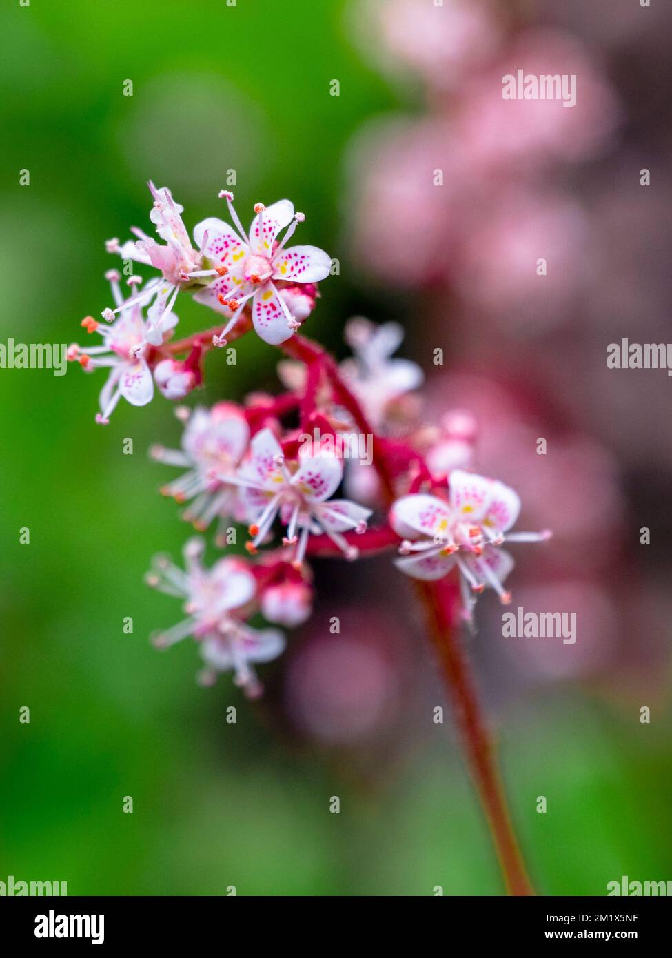 Close up of Saxifraga 'Urbium', London Pride, flower in garden Stock Photo