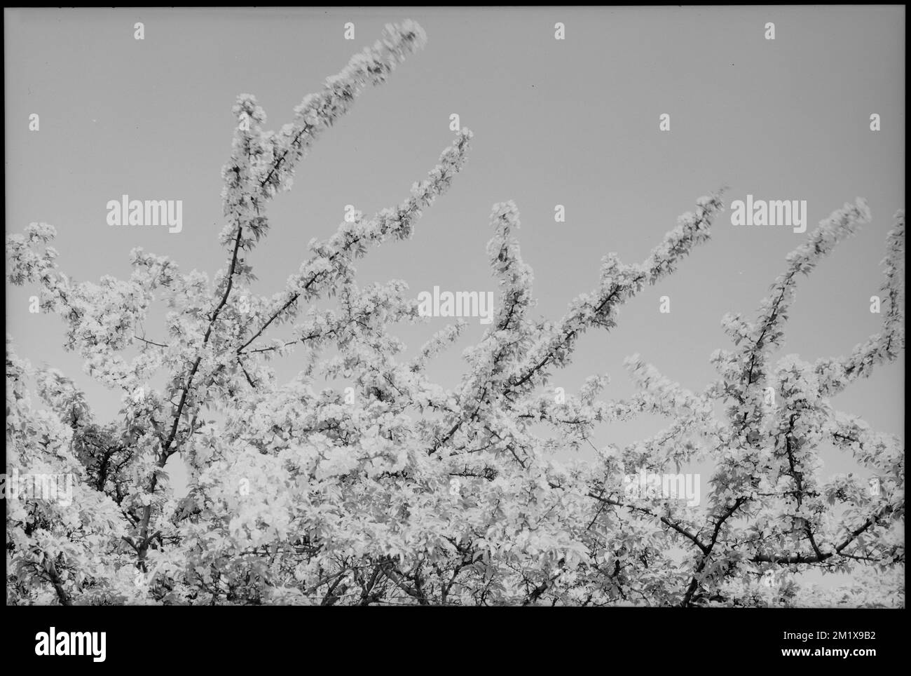 blossoms-jamaica-pond-cherry-trees-leon-abdalian-collection-stock