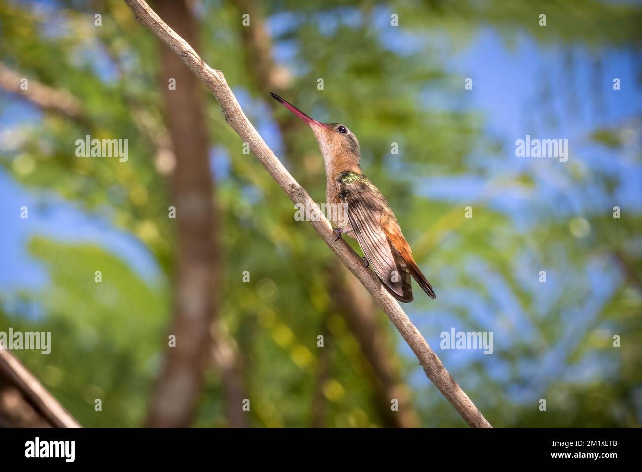 Cinnamon hummingbird (Amazilia rutila) preching on tree branch in Vallarta Botanical Gardens, Mexico. Stock Photo