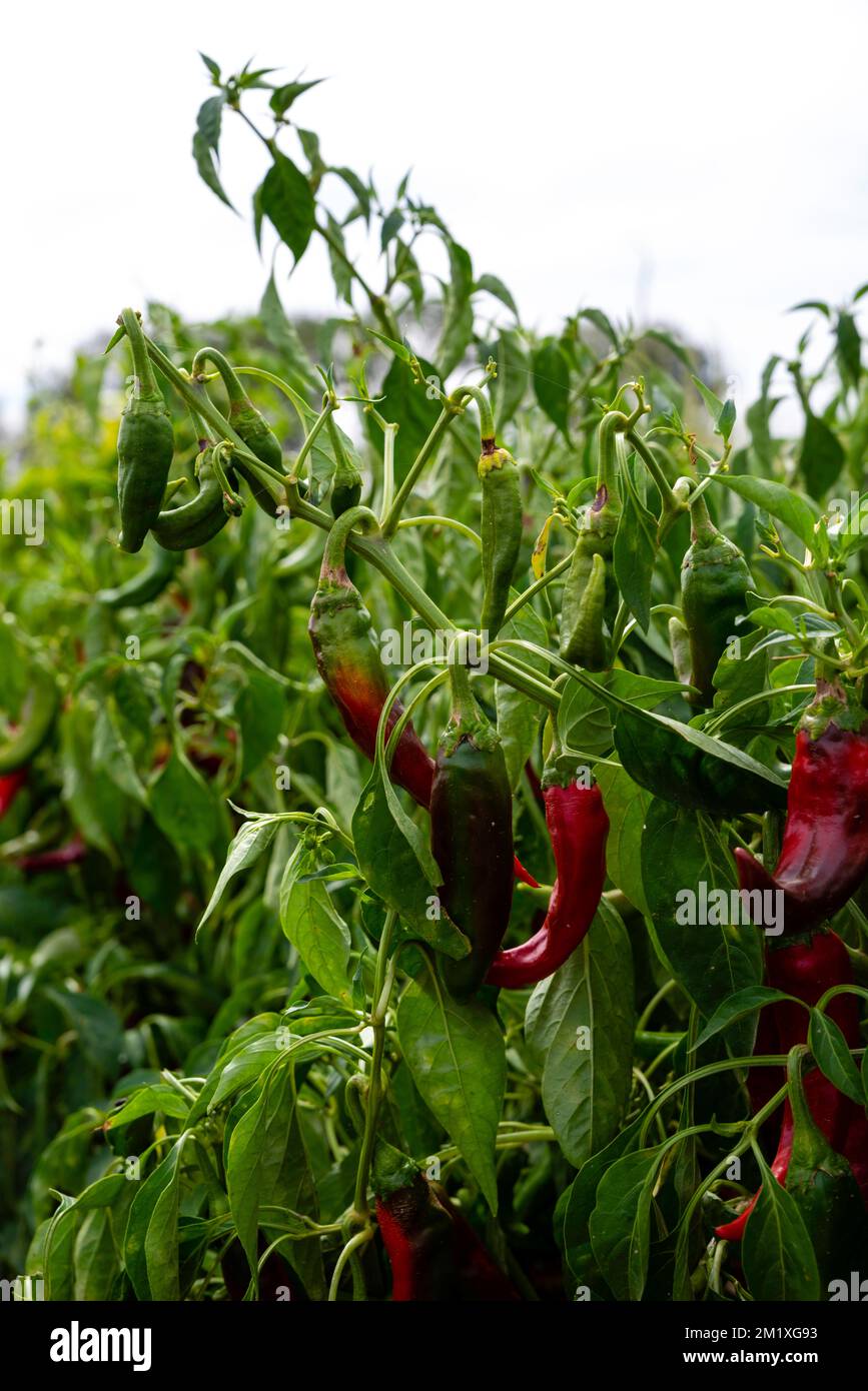 Photograph of Chile Peppers growing in a field along a road in rural