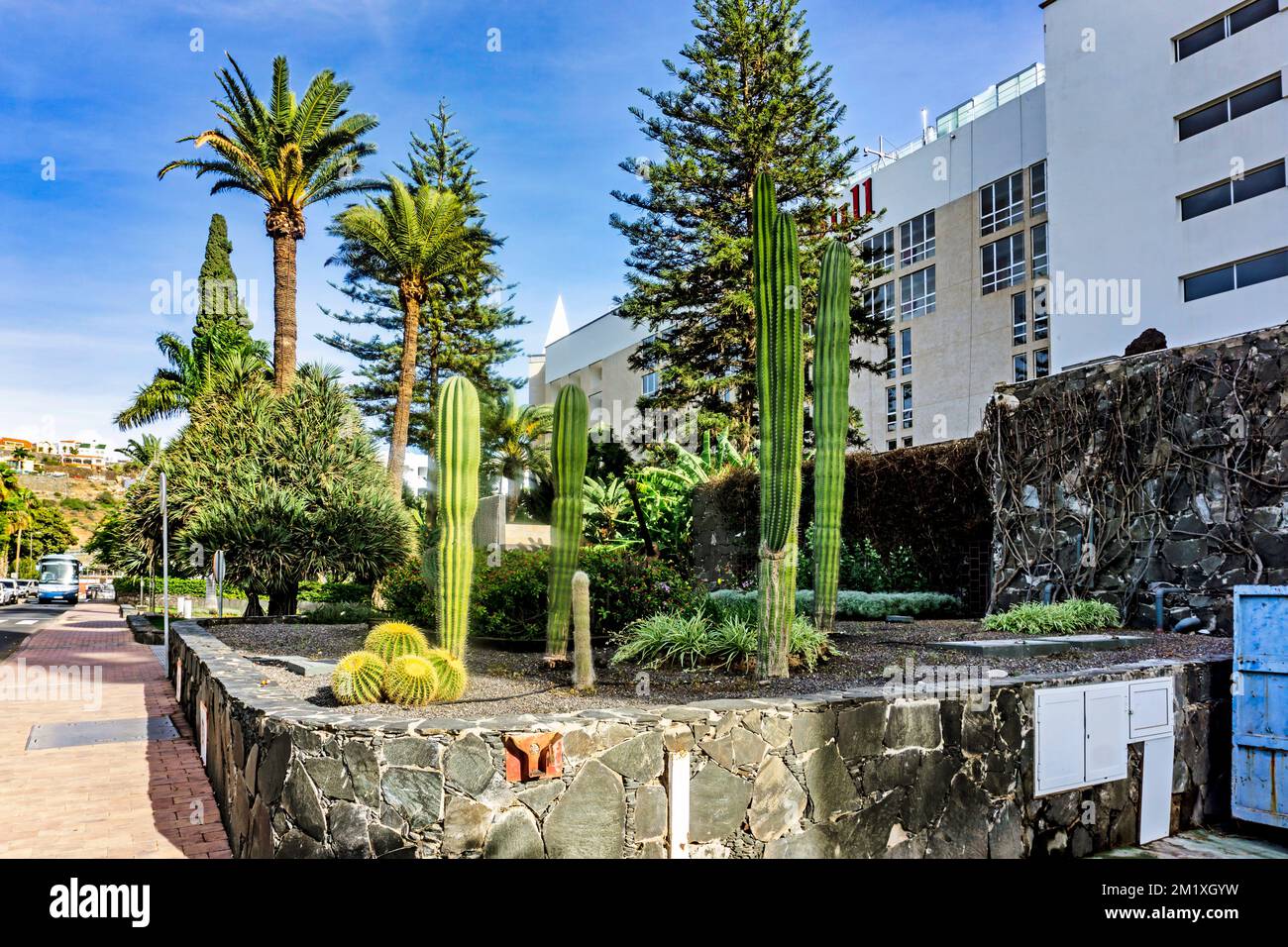 A small cactus bed outside  Hotel Costa Canaria in Arguineguin Gran  Canaria Stock Photo