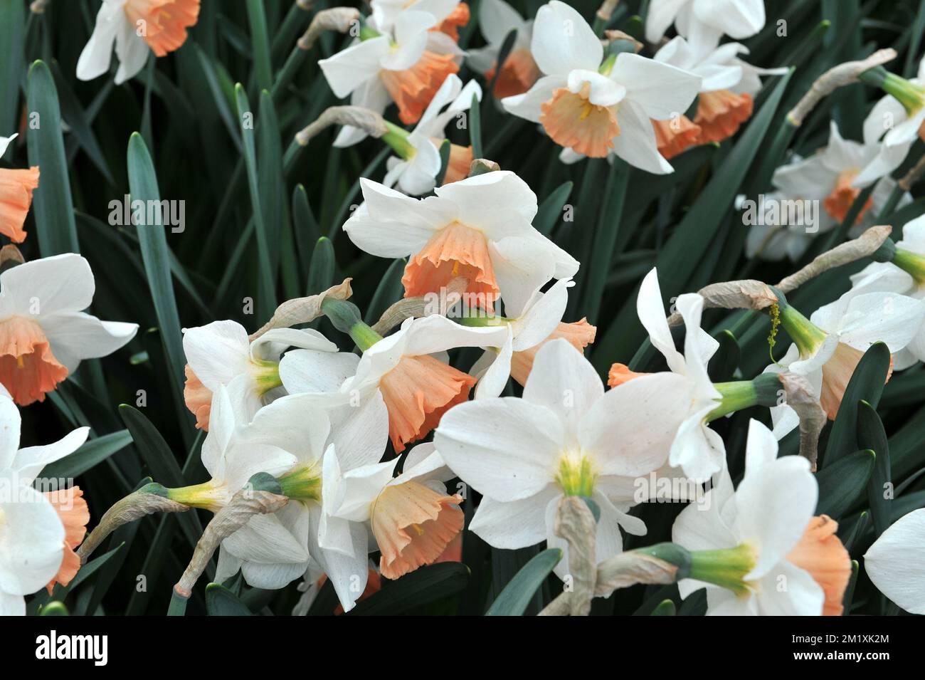 White with pink cups Large-Cupped daffodils (Narcissus) Accent bloom in a garden in April Stock Photo