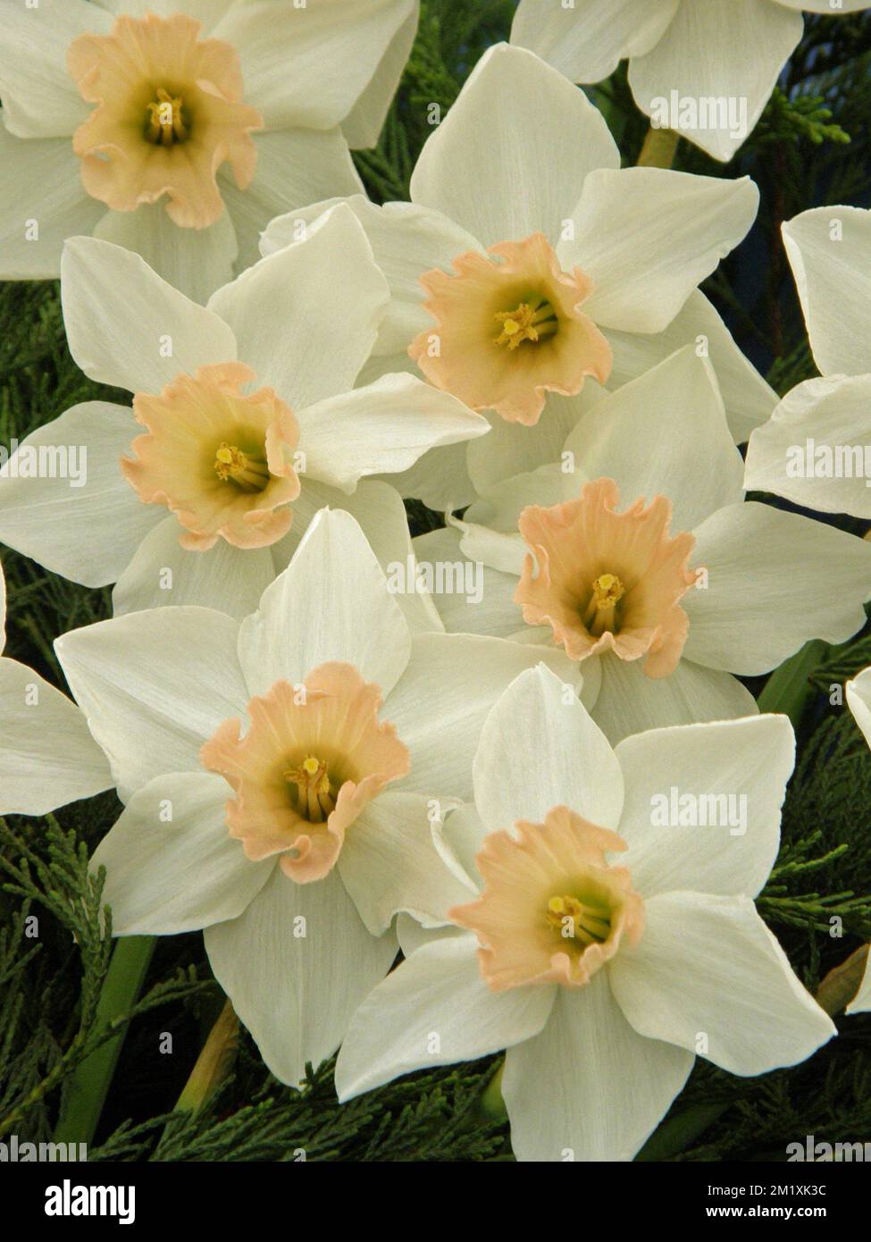 A bouquet of white with pink cups Large-Cupped daffodils (Narcissus) Accent on an exhibition in May Stock Photo