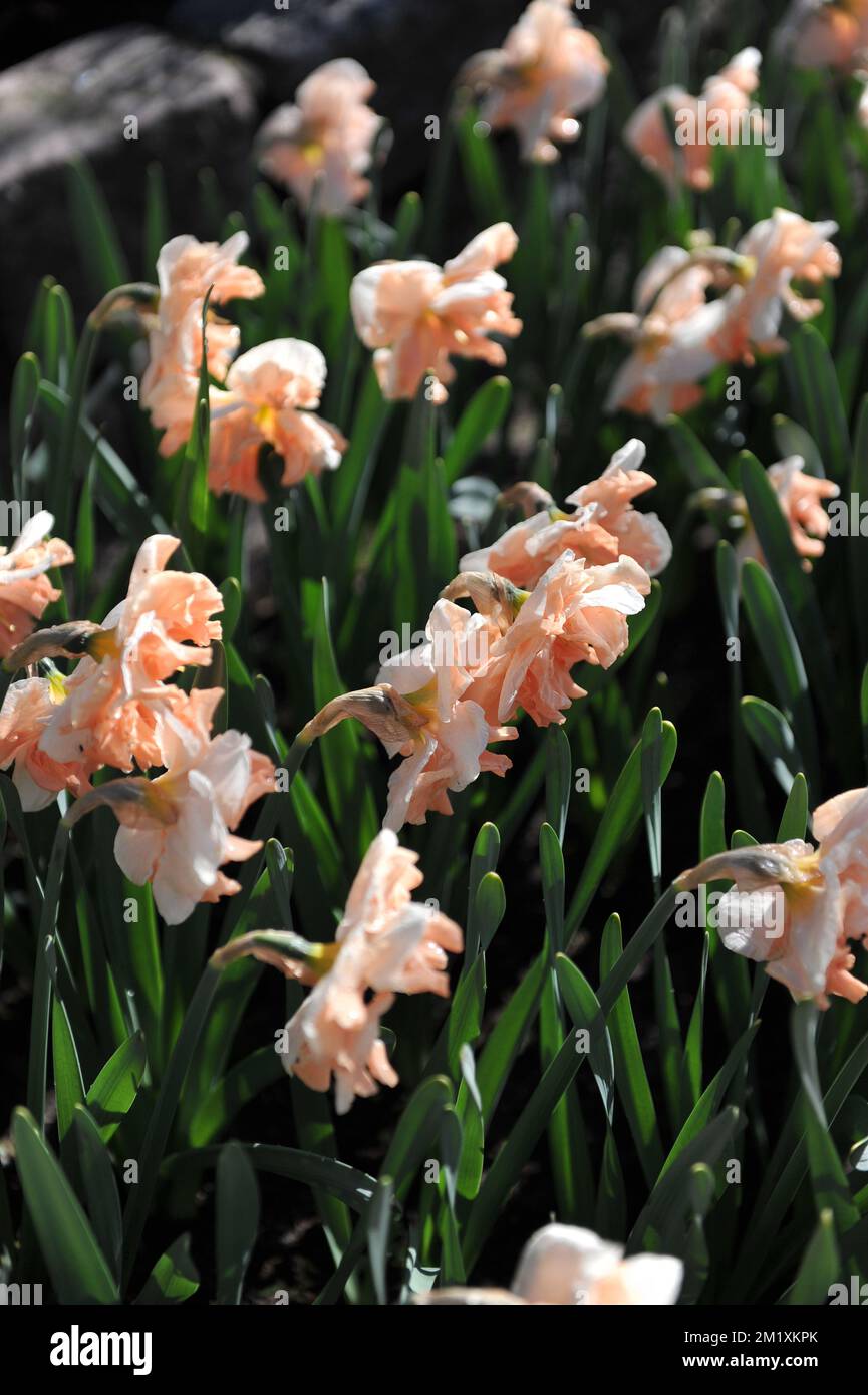 White and pink Collar daffodils (Narcissus) Apricot Whirl bloom in a garden in April Stock Photo
