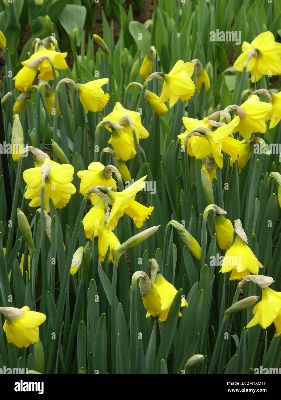 Yellow Trumpet daffodils (Narcissus) Accent bloom in a garden in March Stock Photo