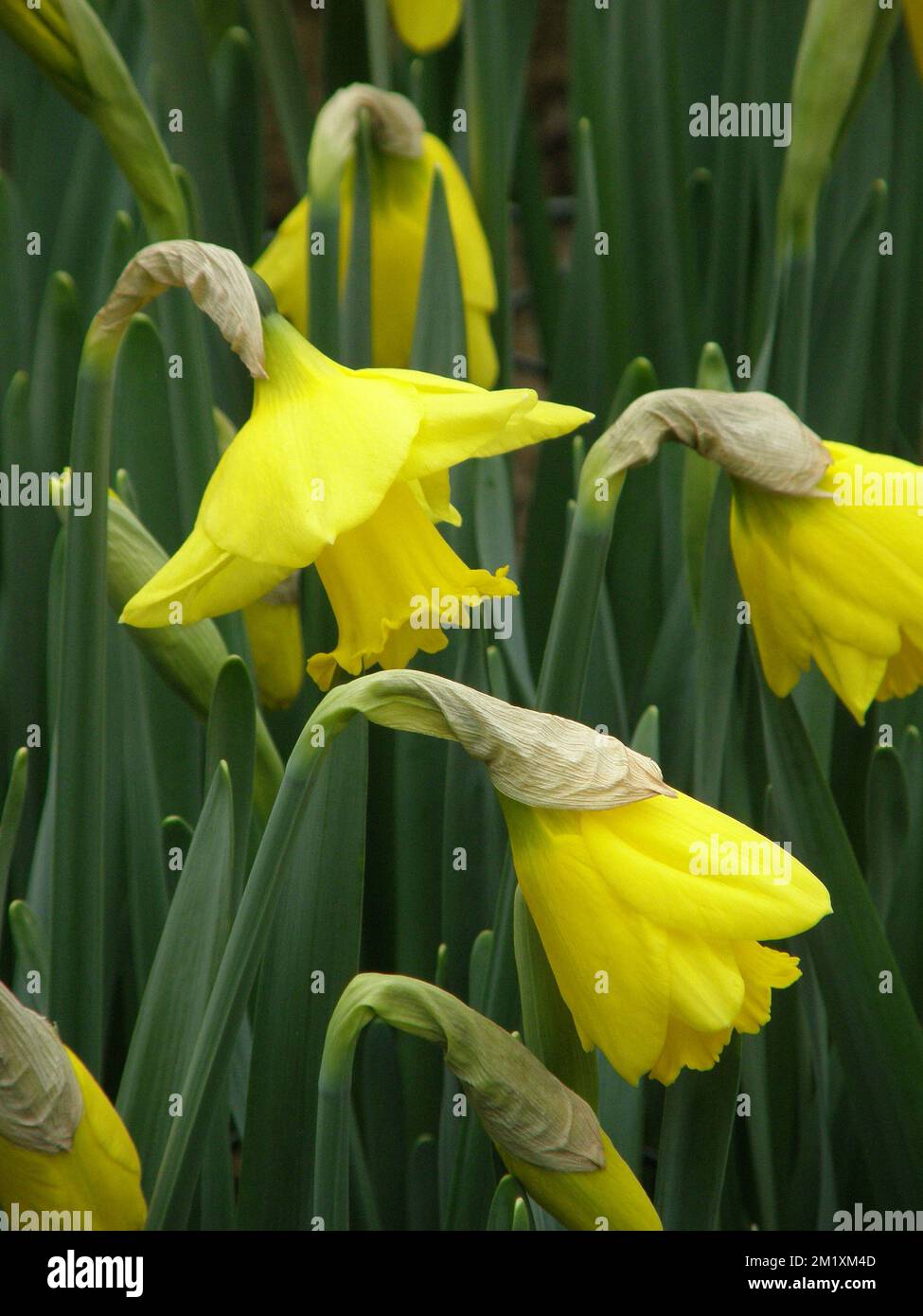 Yellow Trumpet daffodils (Narcissus) Accent bloom in a garden in March Stock Photo