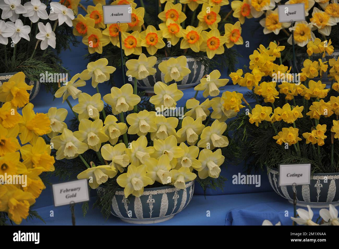 A bouquet of pale yellow with white cups Large-Cupped daffodils (Narcissus) Avalon on an exhibition in May Stock Photo