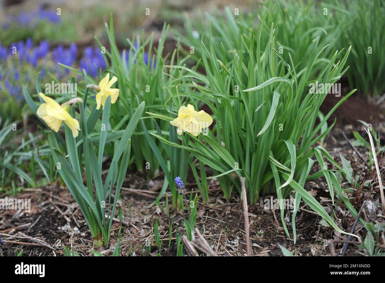 Pale yellow with white cups Large-Cupped daffodils (Narcissus) Avalon bloom in a garden in April Stock Photo