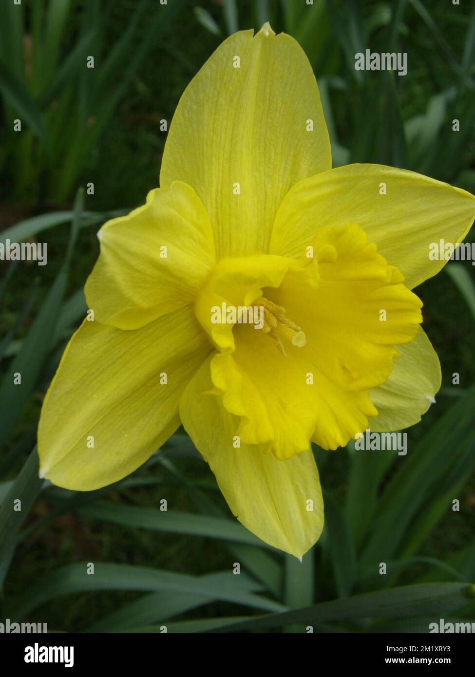 Yellow Large-Cupped daffodils (Narcissus) Carlton bloom in a garden in March Stock Photo