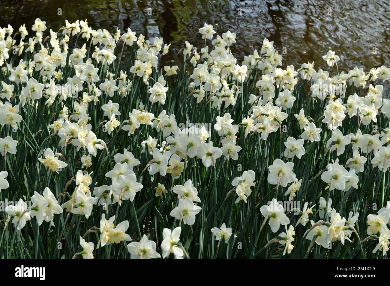 White and yellow Collar daffodils (Narcissus) Changing Colors bloom in