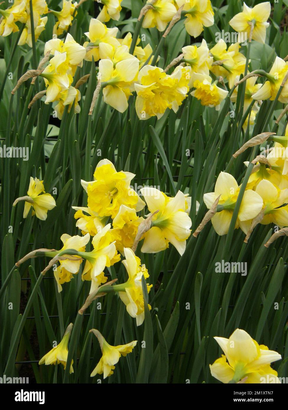 Yellow Collar daffodils (Narcissus) Chanterelle bloom in a garden in