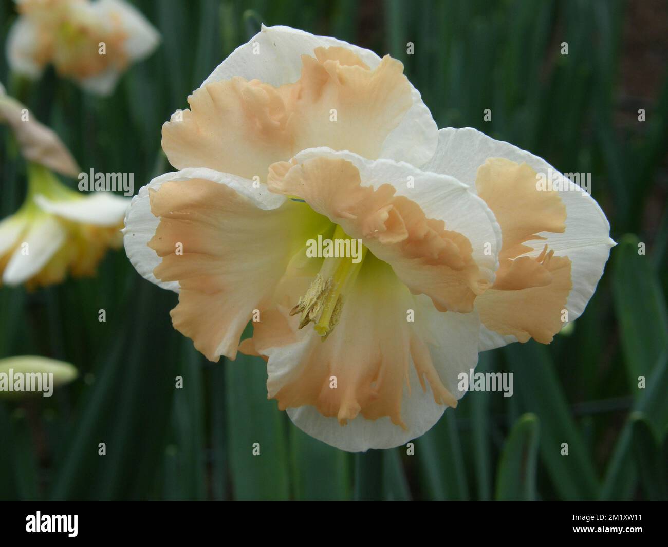 White and pink Collar daffodils (Narcissus) Chapelet bloom in a garden in March Stock Photo