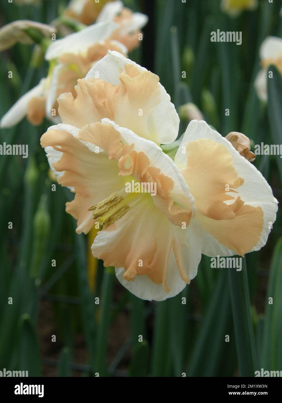 White and pink Collar daffodils (Narcissus) Chapelet bloom in a garden in March Stock Photo