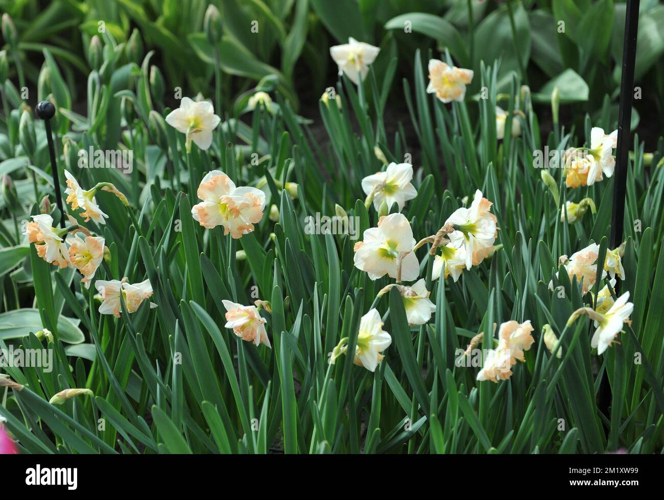 White and pink Collar daffodils (Narcissus) Chapelet bloom in a garden in April Stock Photo