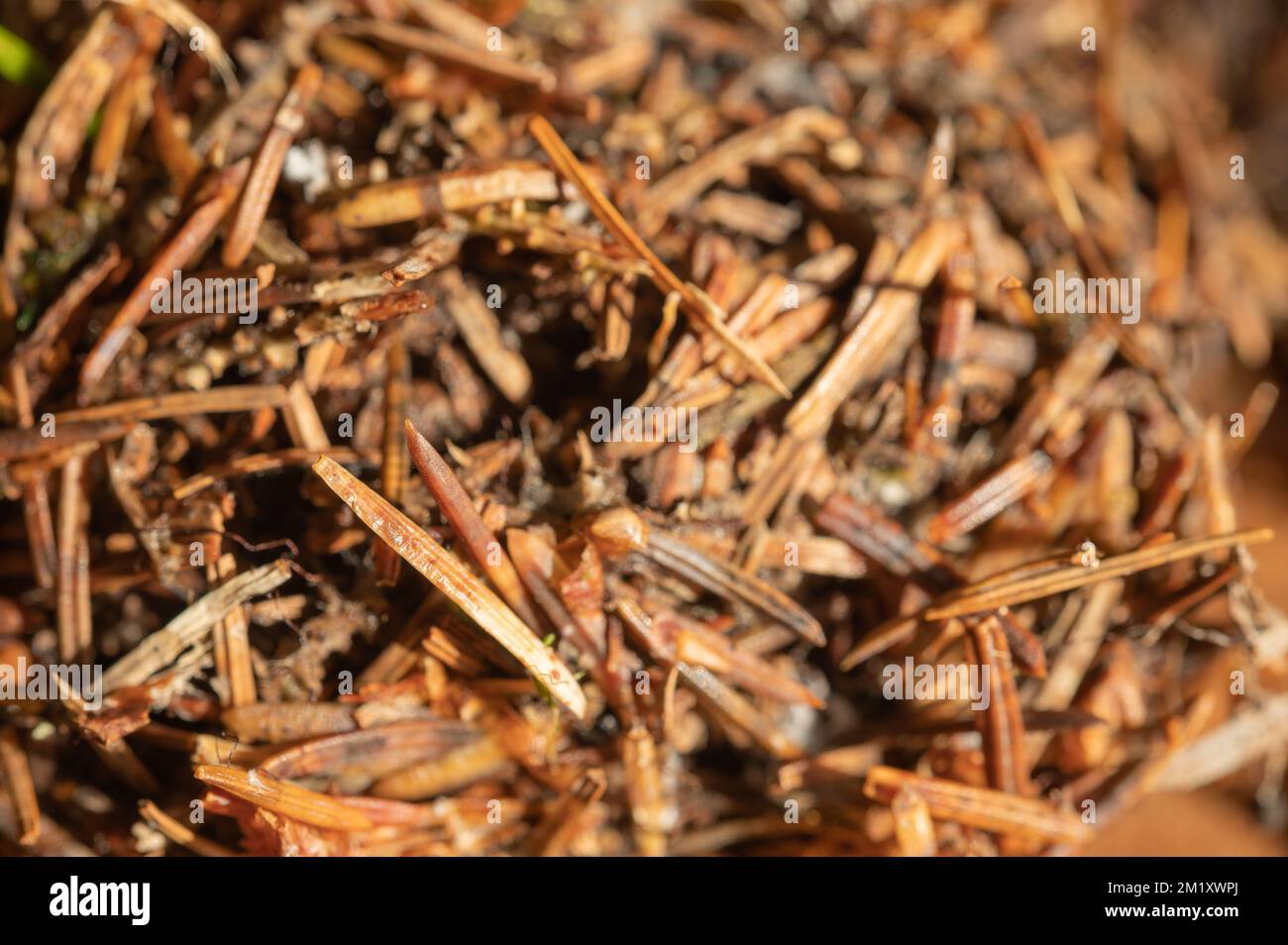 Needles that have been shed by Sitka spruce (Picea sitchensis) Stock Photo