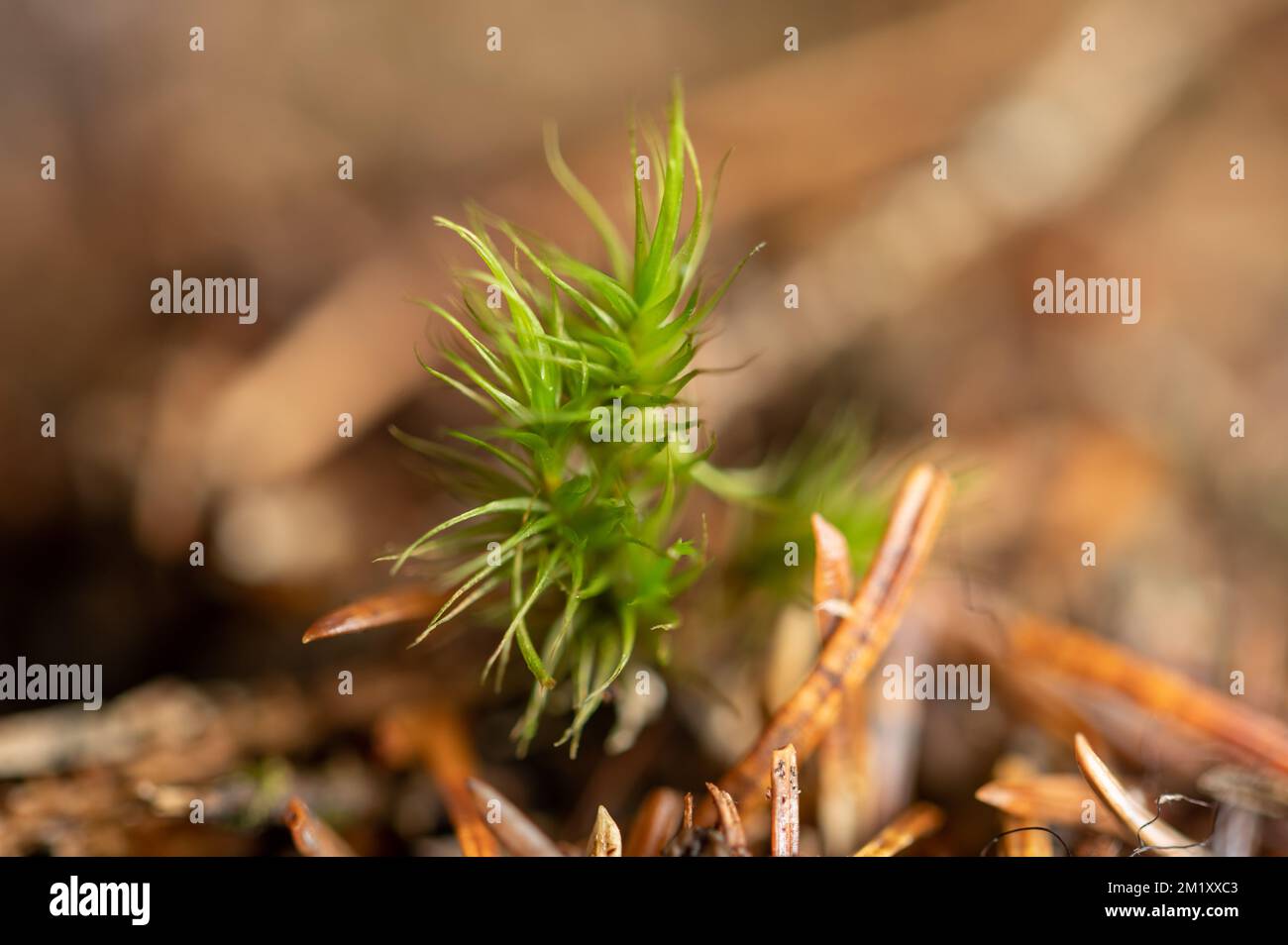 Seedling growing in needles that have been shed by Sitka spruce (Picea sitchensis) Stock Photo