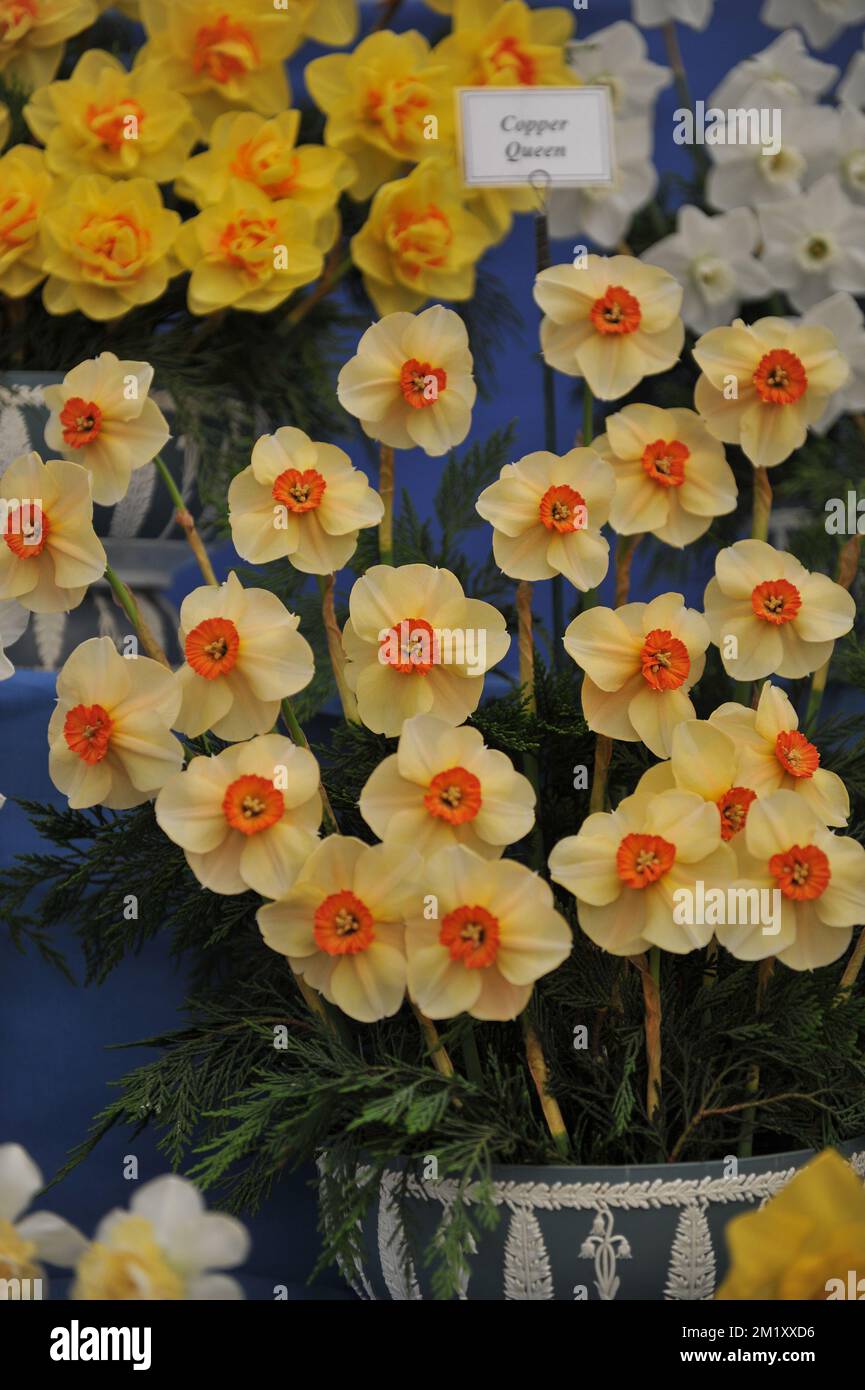 A bouquet of yellow and orange Small-Cupped daffodils (Narcissus) Copper Queen on an exhibition in May Stock Photo