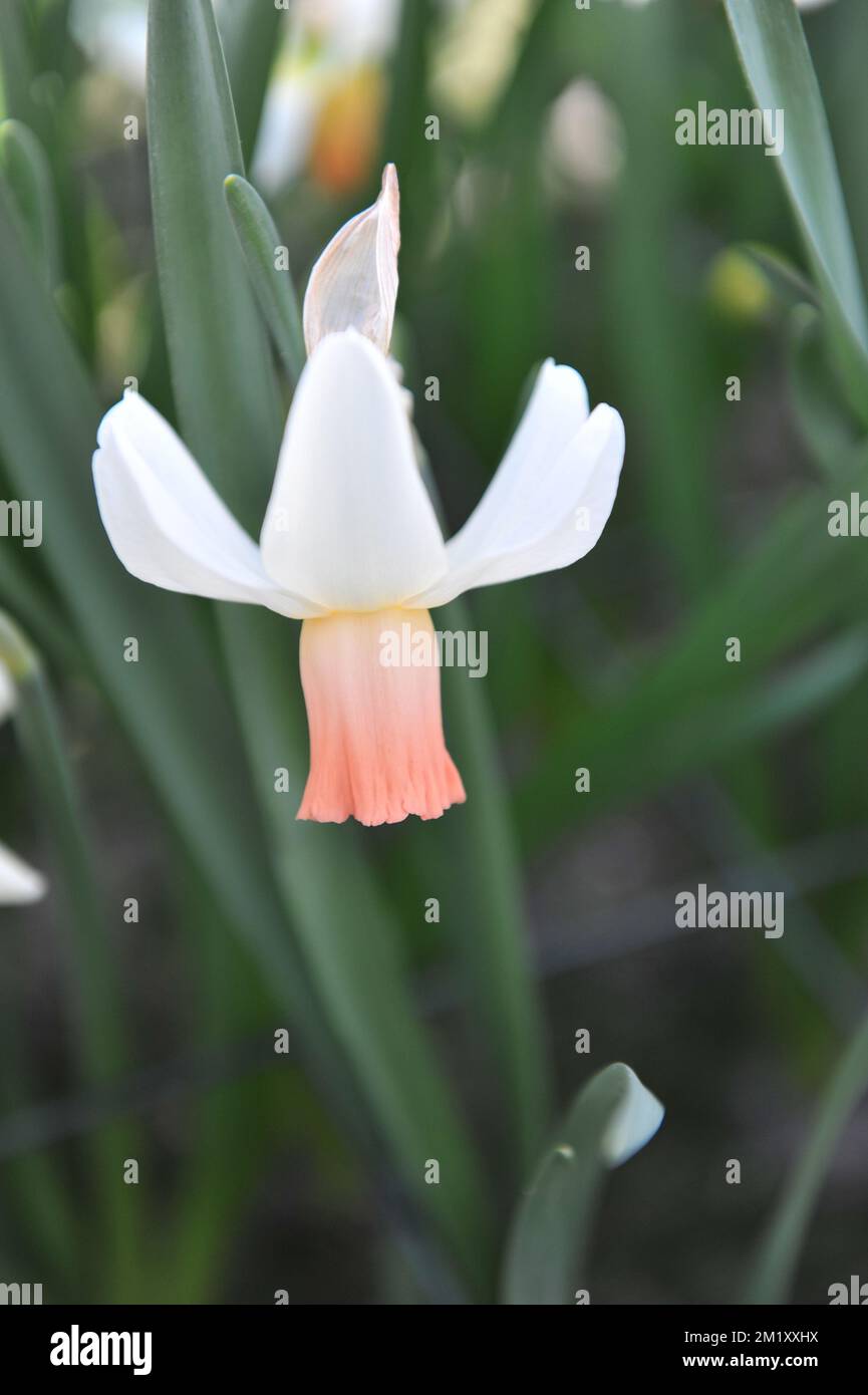 White and pink Cyclamineus daffodils (Narcissus) Cotinga bloom in a garden in April Stock Photo