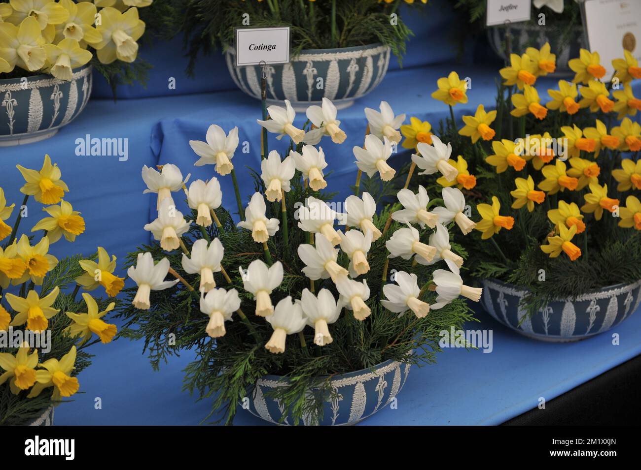 A bouquet of white and pink Cyclamineus daffodils (Narcissus) Cotinga on an exhibition in May Stock Photo