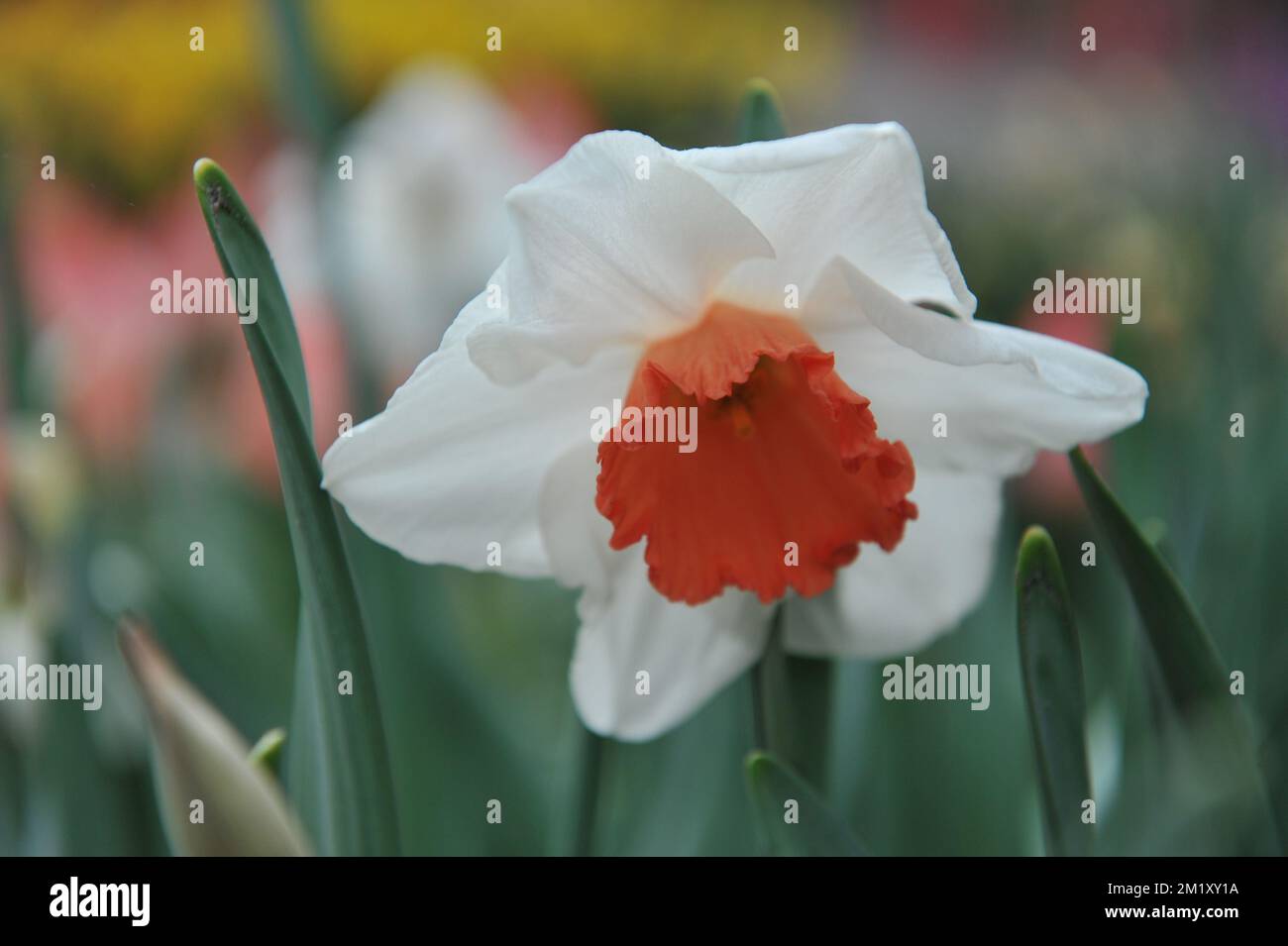 White and orange Large-Cupped daffodils (Narcissus) Decoy bloom in a garden in April Stock Photo