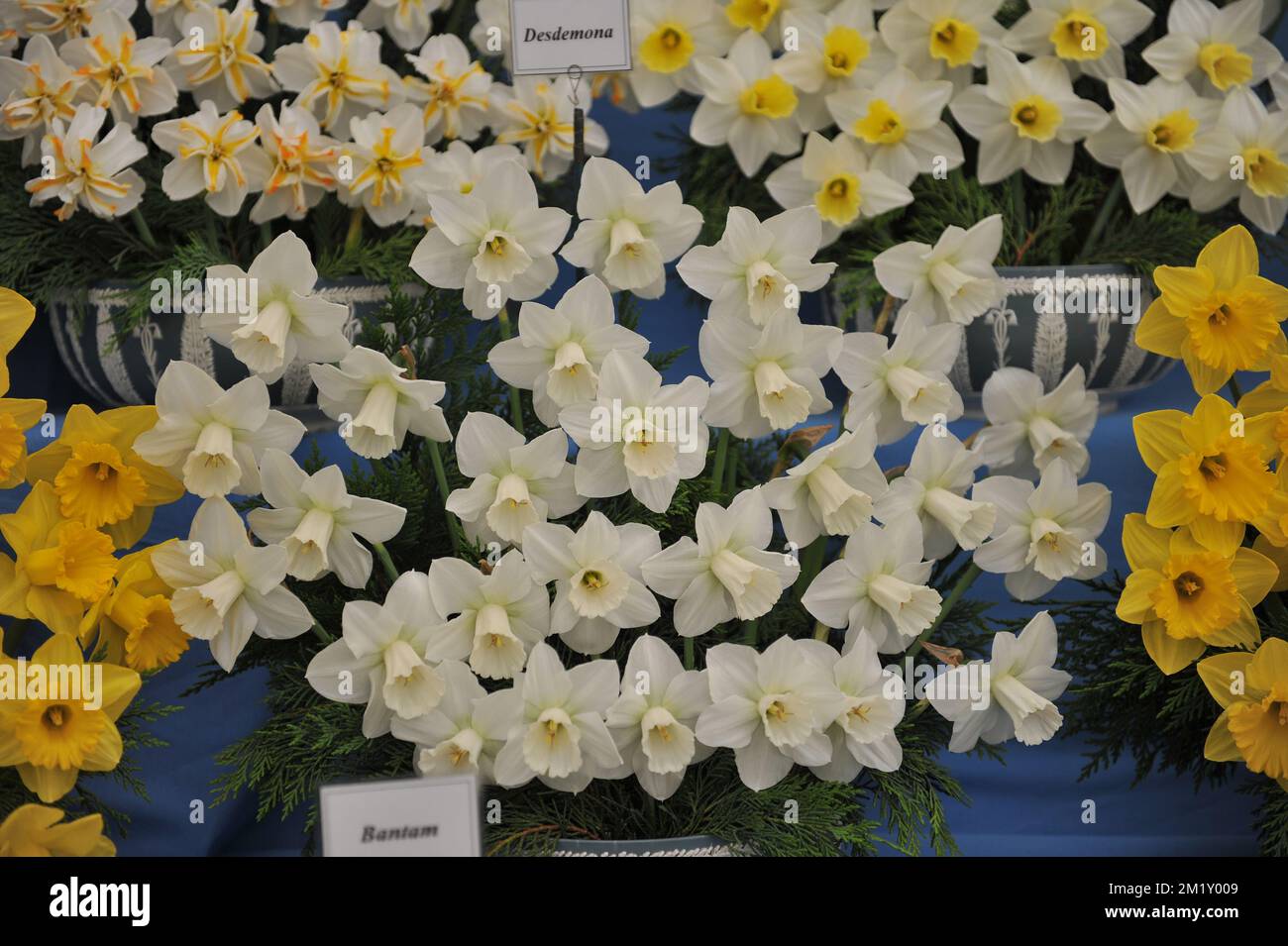 A bouquet of white Large-Cupped daffodils (Narcissus) Desdemona on an exhibition in May Stock Photo
