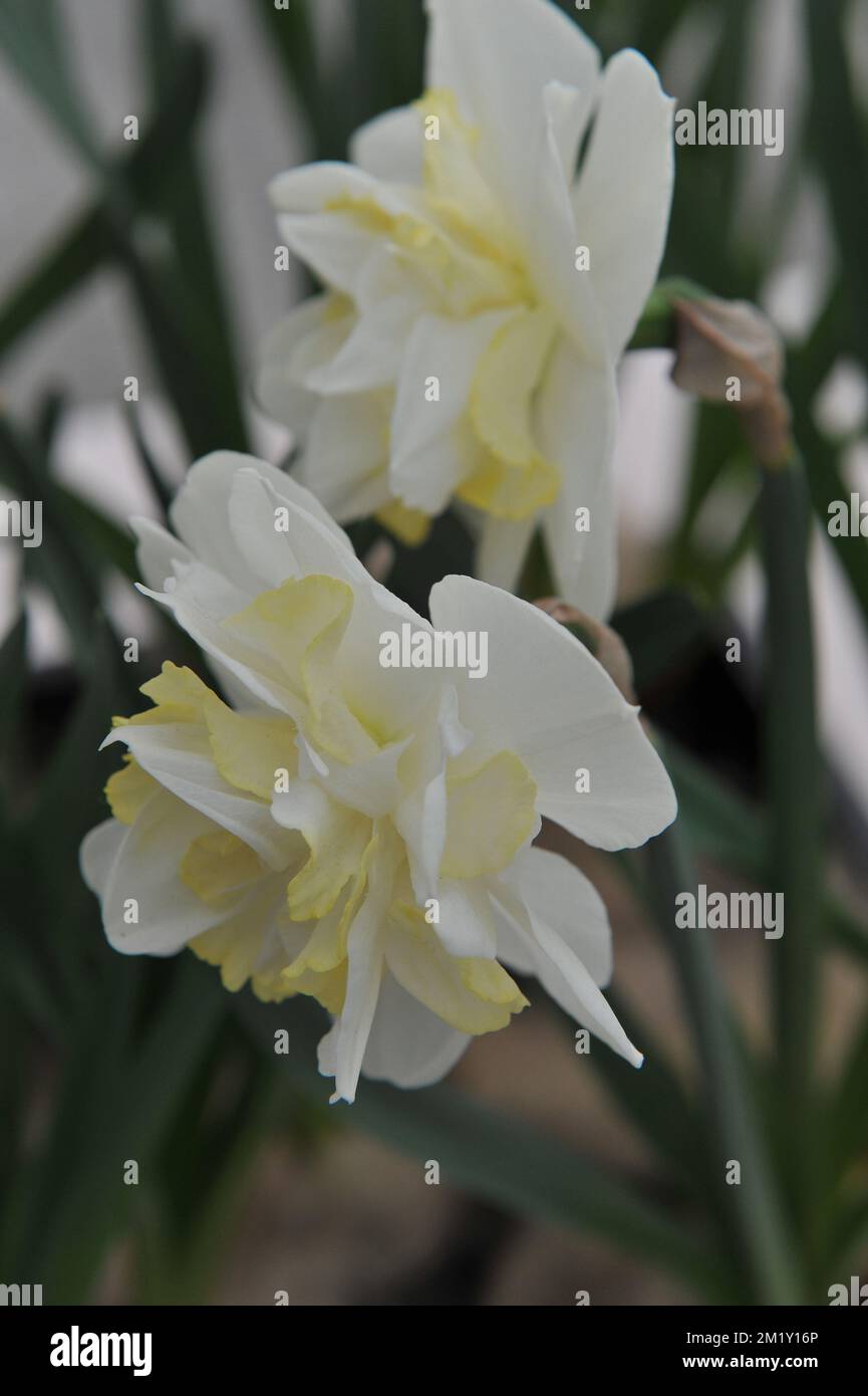 White and yellow Double daffodils (Narcissus) Easter Born bloom in a