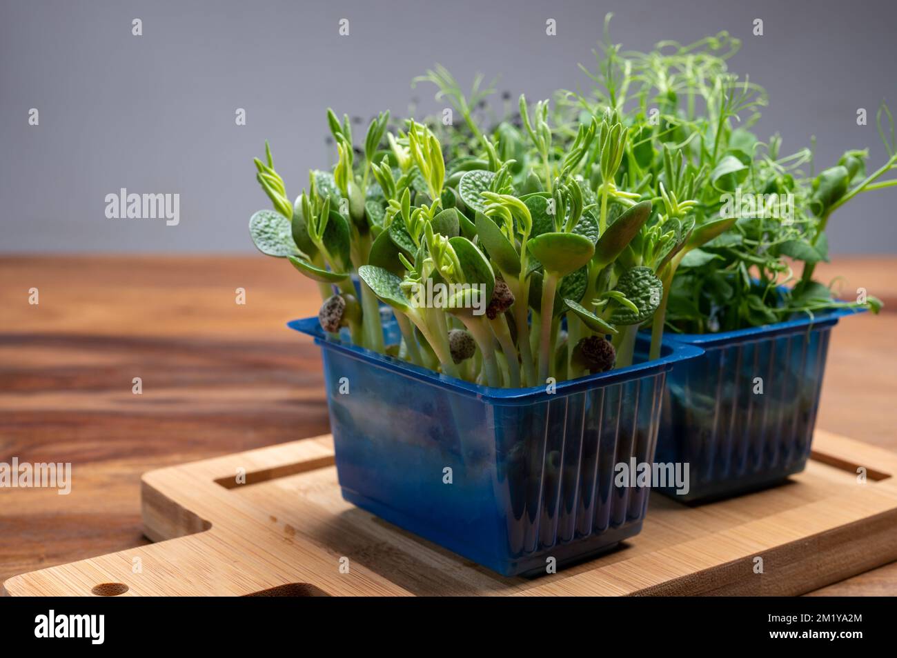 Healthy food, young sprouts plants of green garden cress and lupin ...