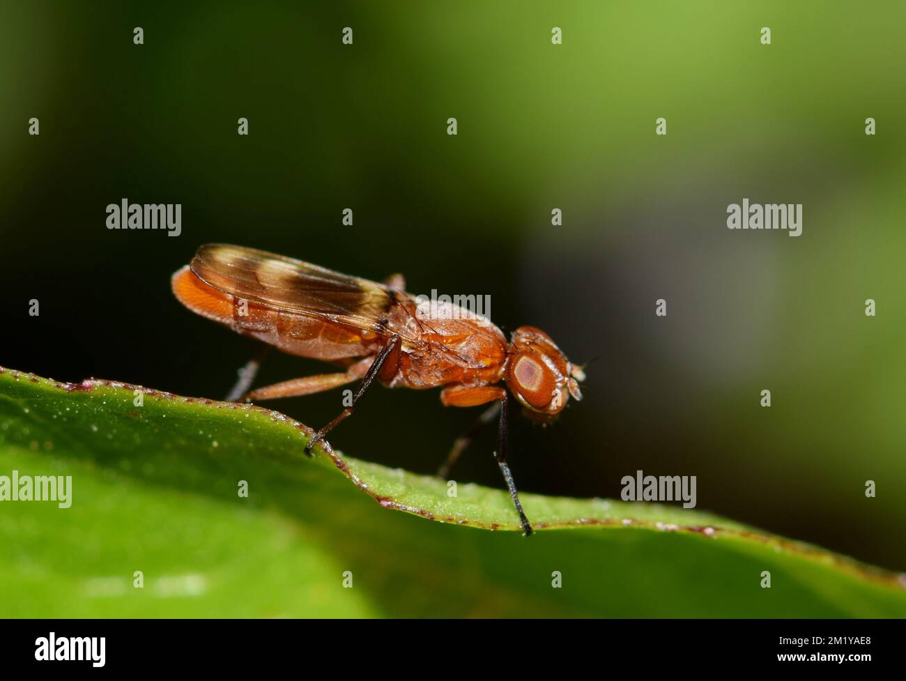 Picture-Winged Fly (Zacompsia fulva) on a leaf in Houston, TX. Closeup ...
