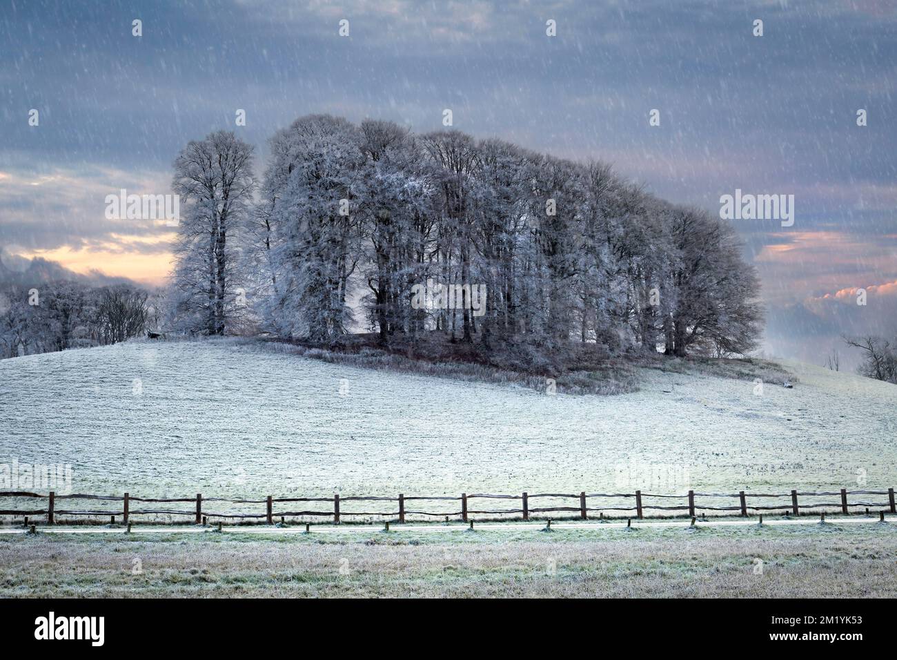 Group trees copse in hi-res stock photography and images - Alamy