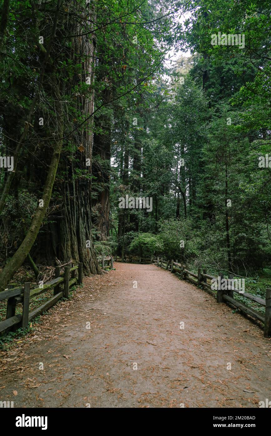 Path Through A Forests Surrounded By Tall, Dense Redwood Trees Stock