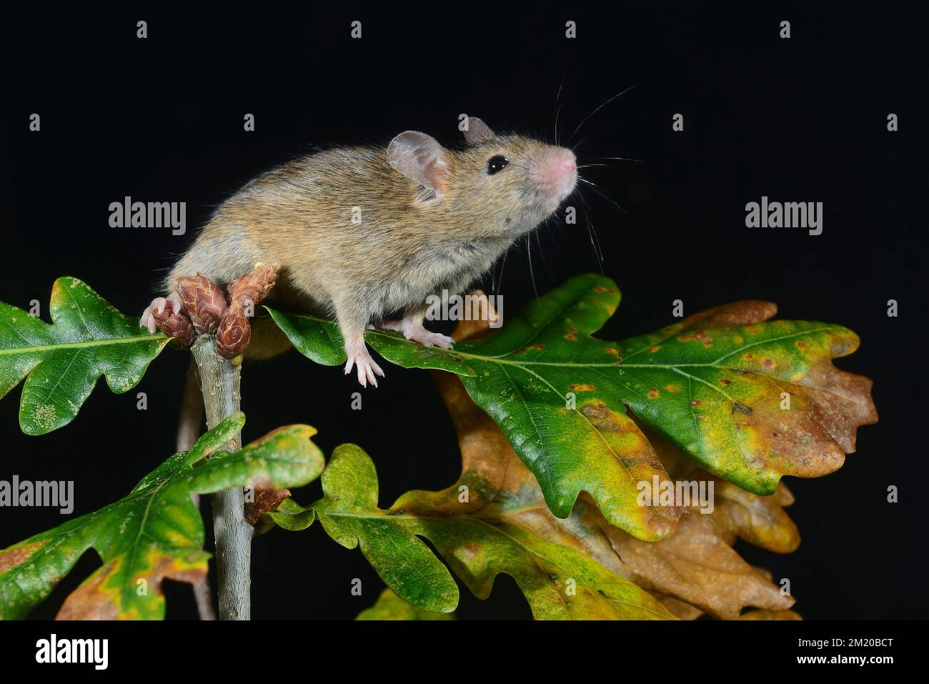 House mouse mus domesticus Stock Photo