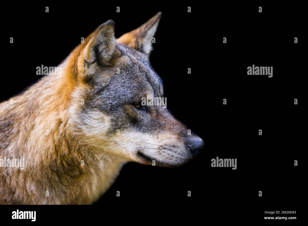 Portrait of a gray wolf with a black background Stock Photo - Alamy