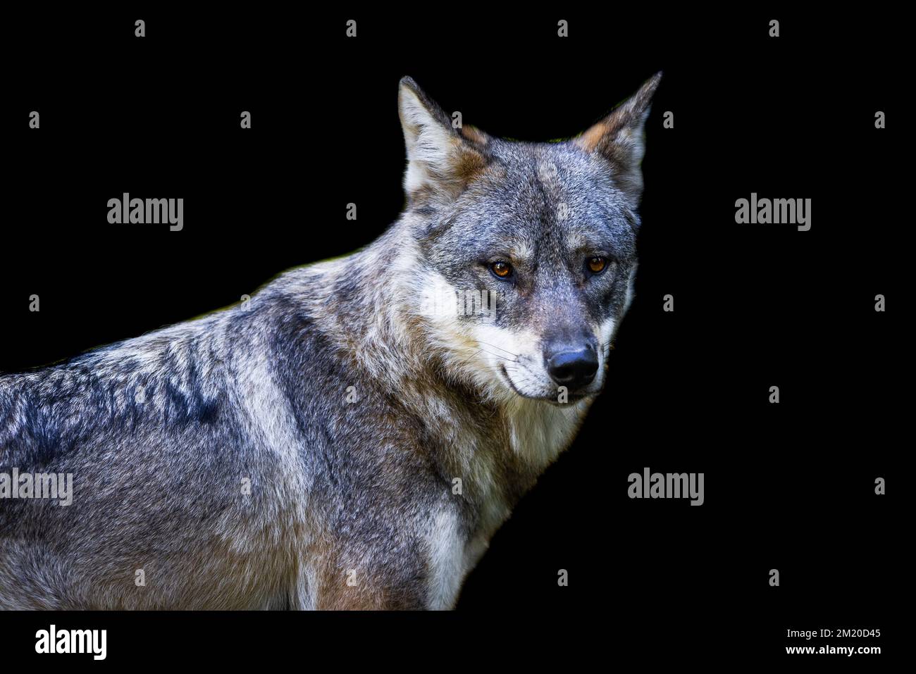 Portrait of a gray wolf with a black background Stock Photo - Alamy