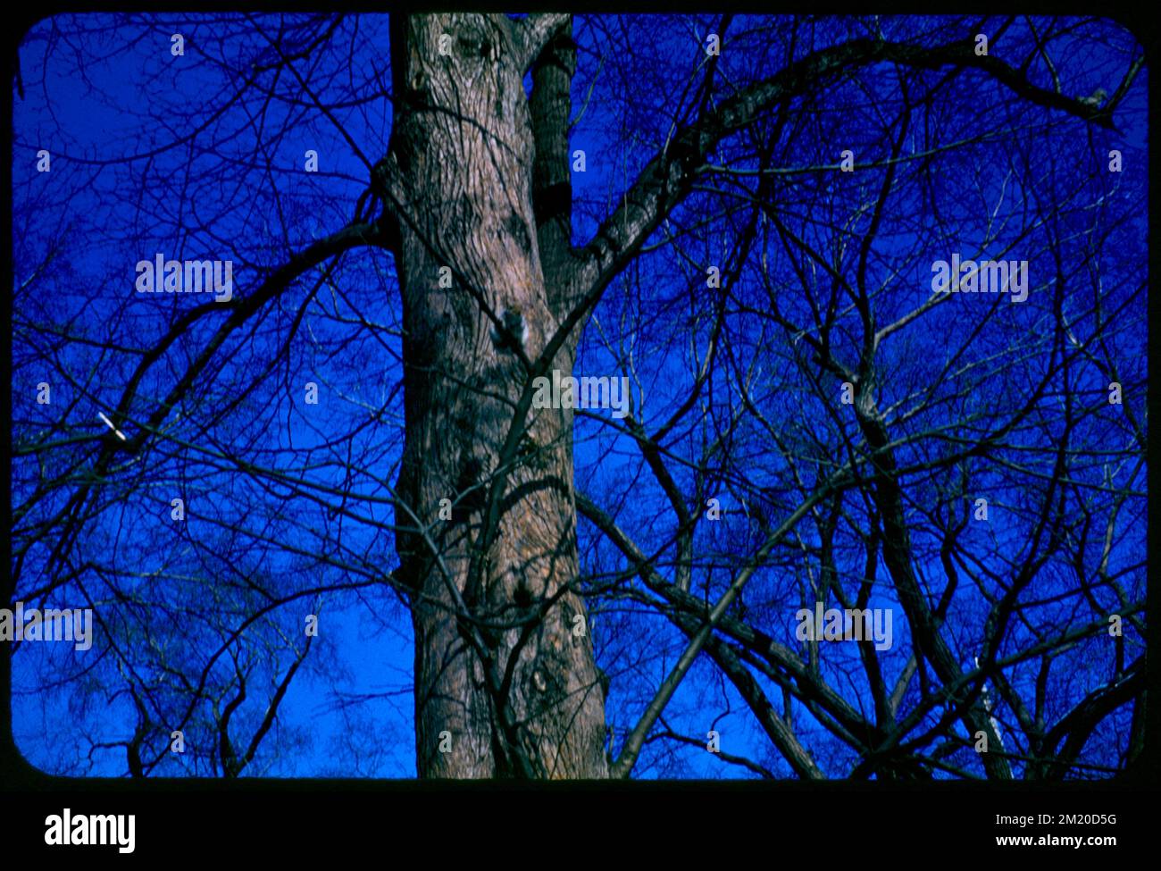Branches, Boston Common , Trees. Edmund L. Mitchell Collection Stock