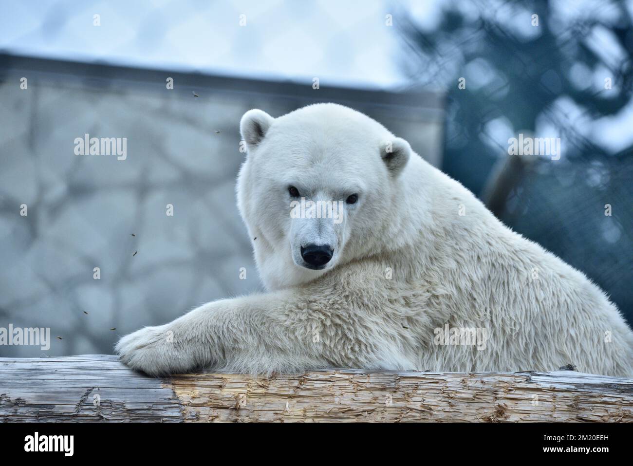 A polar bear leaning on a log in a zoo Stock Photo - Alamy