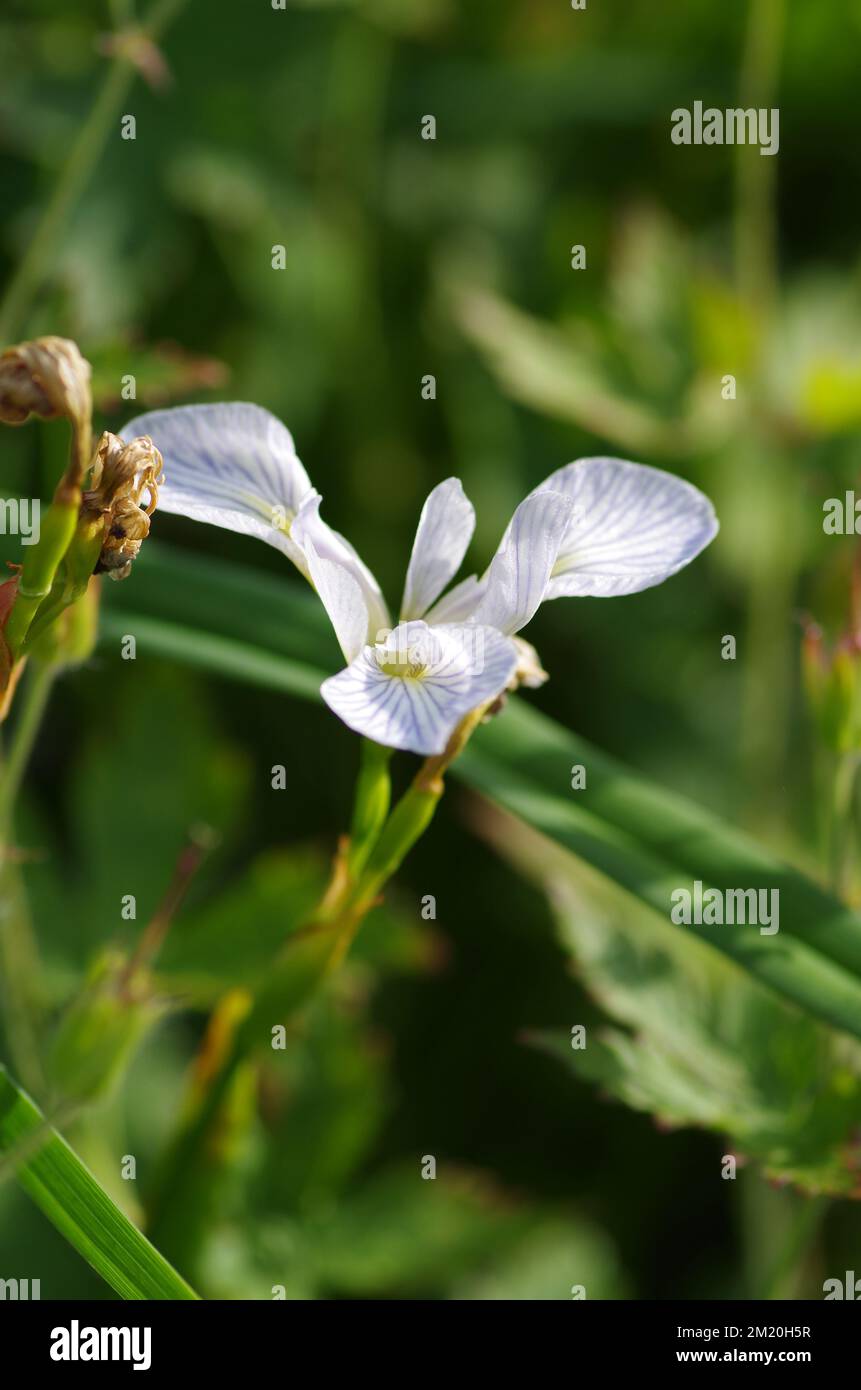 A selective focus of a white Iris lactea flower Stock Photo