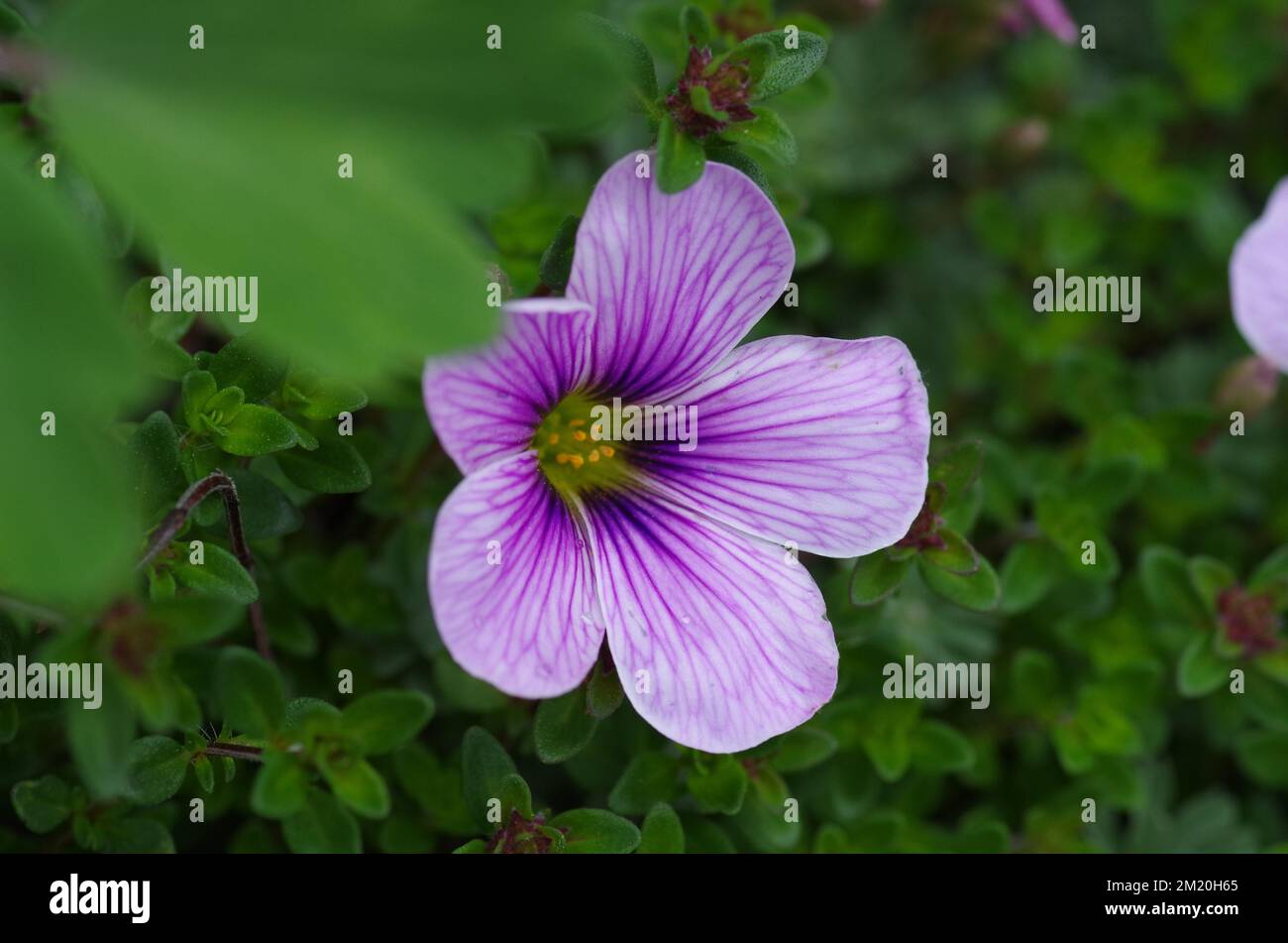 A closeup of Oxalis, Ione Hecker flower Stock Photo