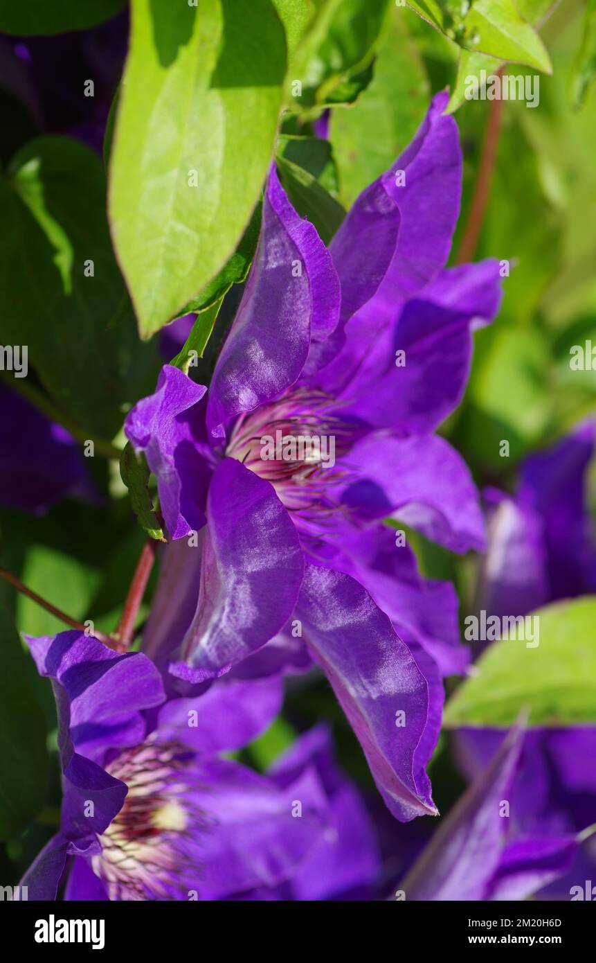 A selective focus of Clematis viticella, Italian leather flower Stock Photo