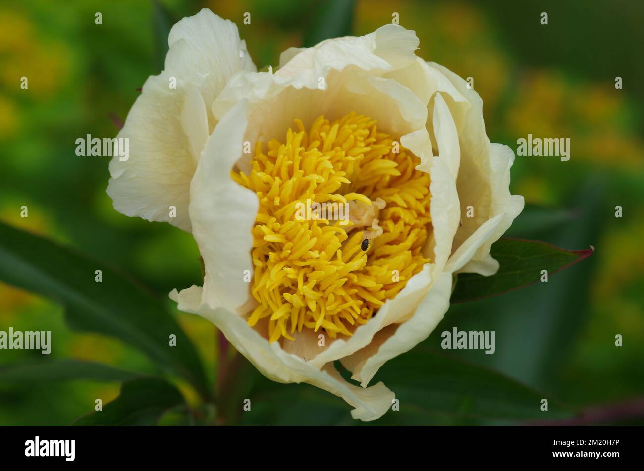 A shallow focus of Paeonia daurica subsp, mlokosewitschii flower Stock Photo