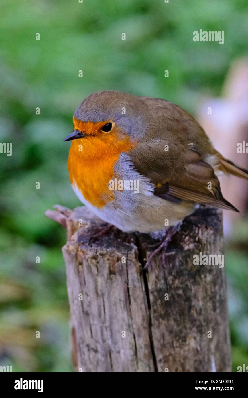 A Robin Redbreast puffed up to keep warm sits on a fencepost in the winter Stock Photo Alamy
