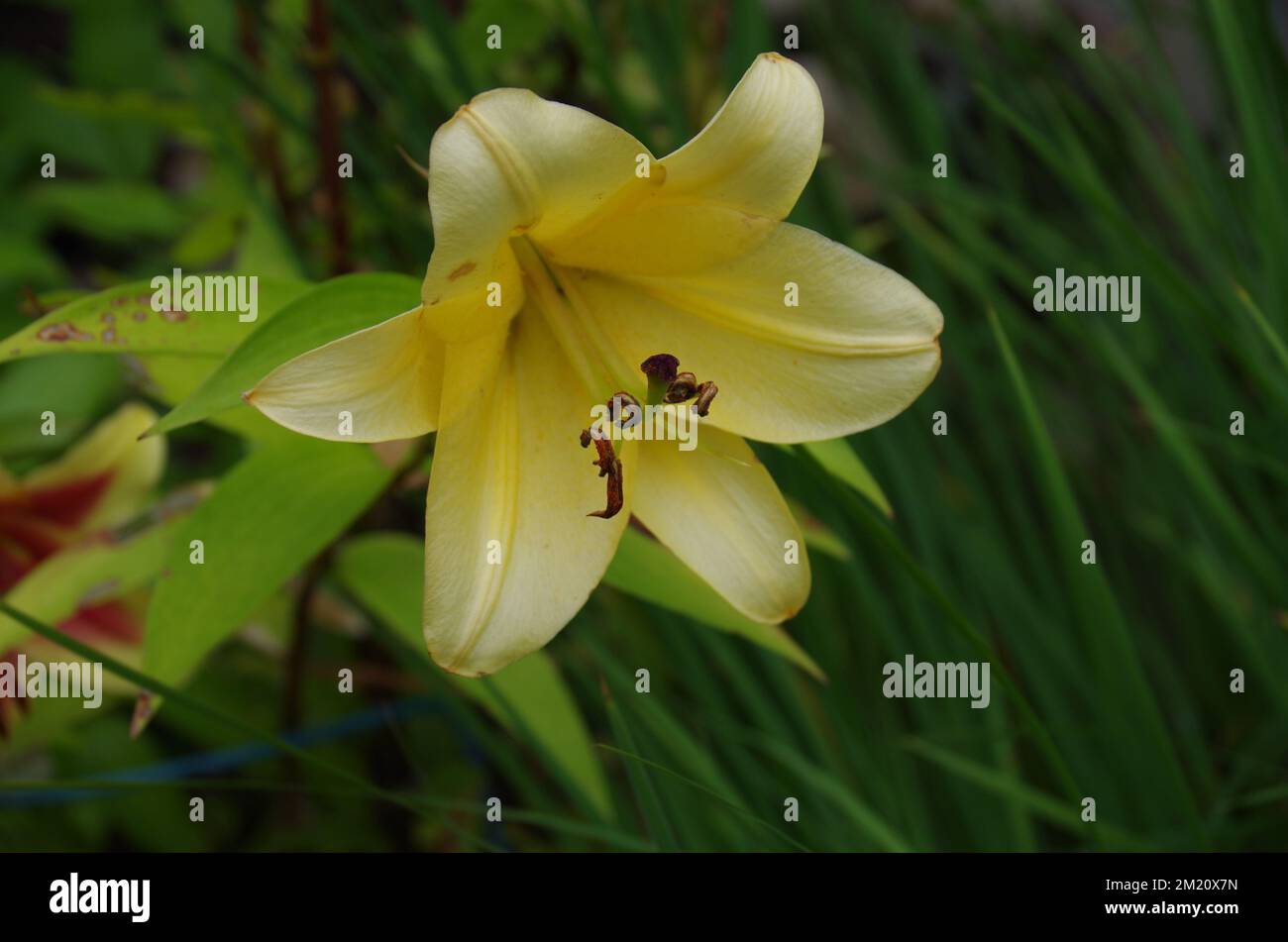 Trumpet and aurelian hybrids hi-res stock photography and images - Alamy