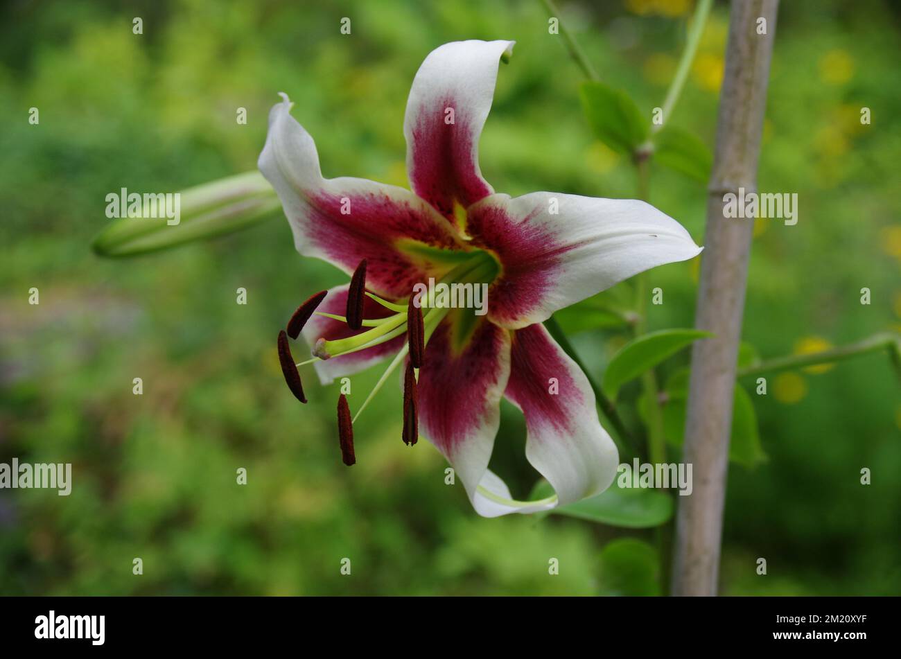 A closeup of Lilium nepalense, lily of Nepal flower Stock Photo Alamy