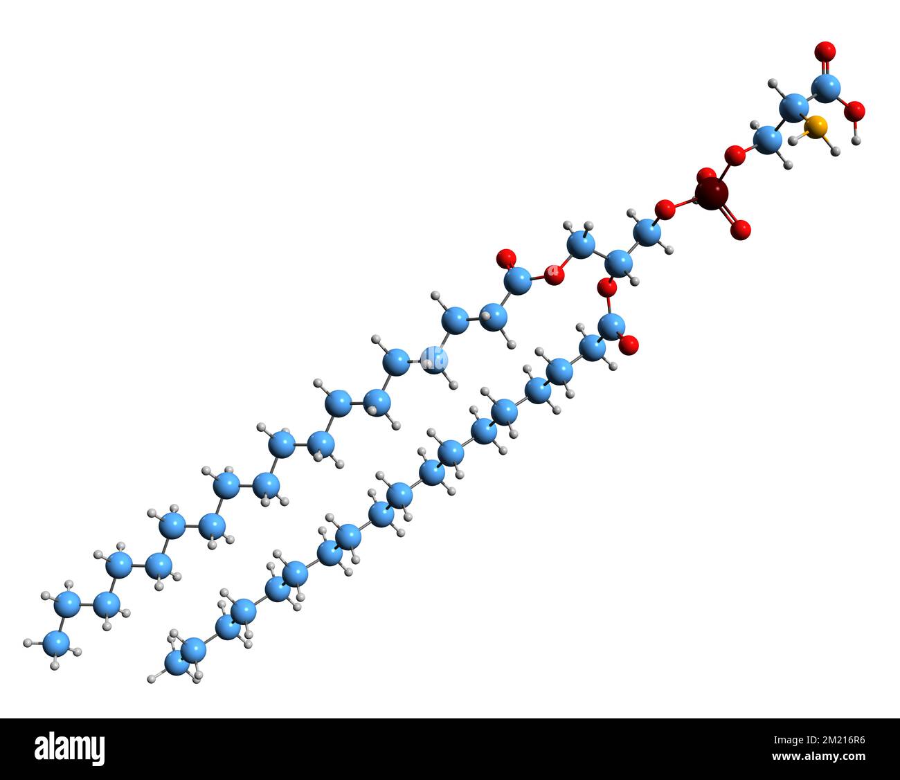 3D image of Phosphatidylserine skeletal formula - molecular chemical structure of phospholipid isolated on white background Stock Photo
