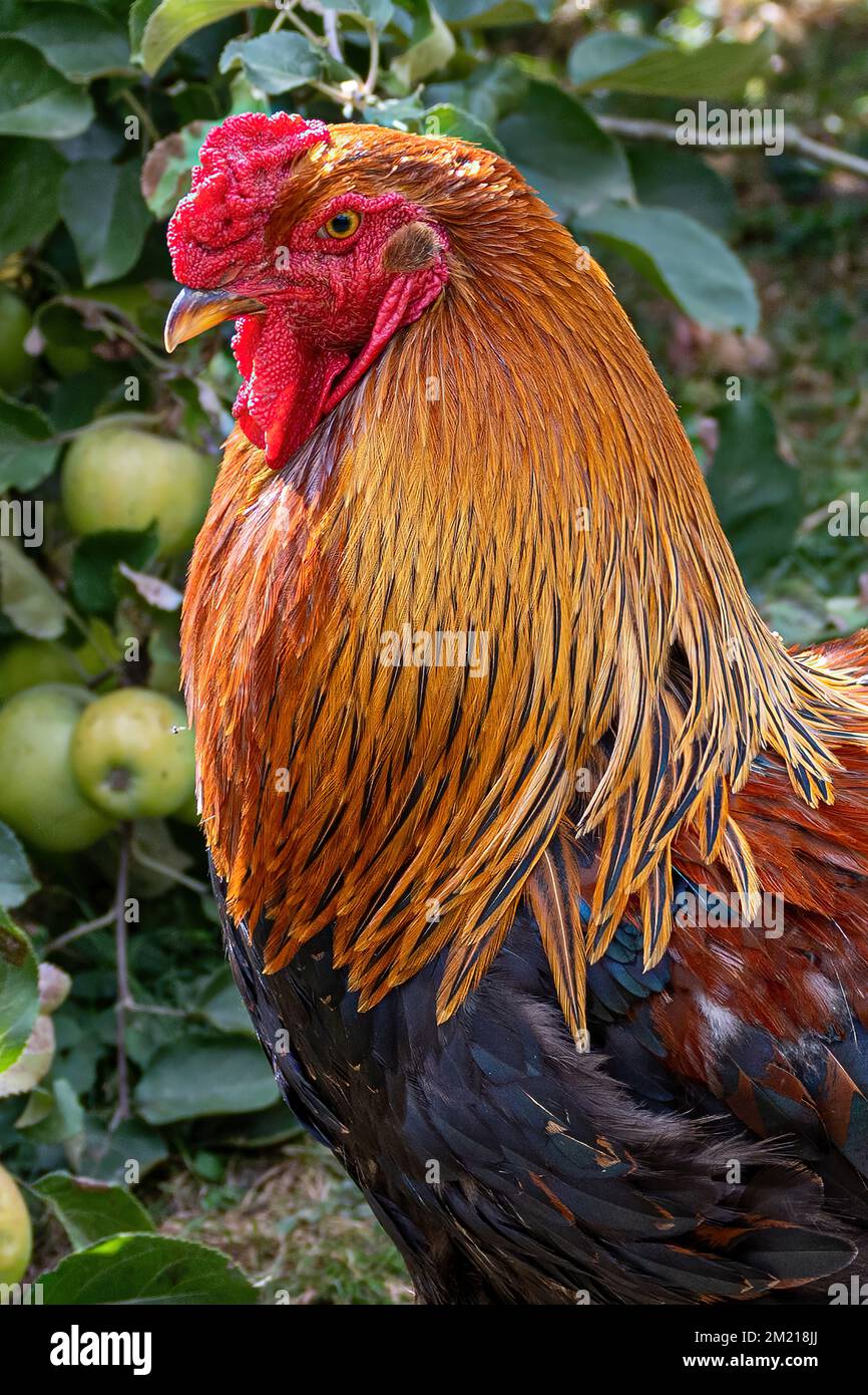 A vertical closeup of a rooster cock, side profile captured in a garden ...