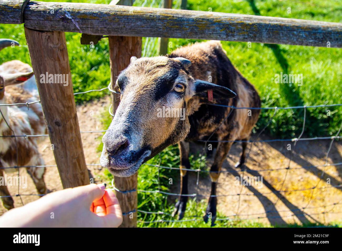 Feeding a goat at Jimmy's Farm & Wildlife Park, Suffolk, UK Stock Photo