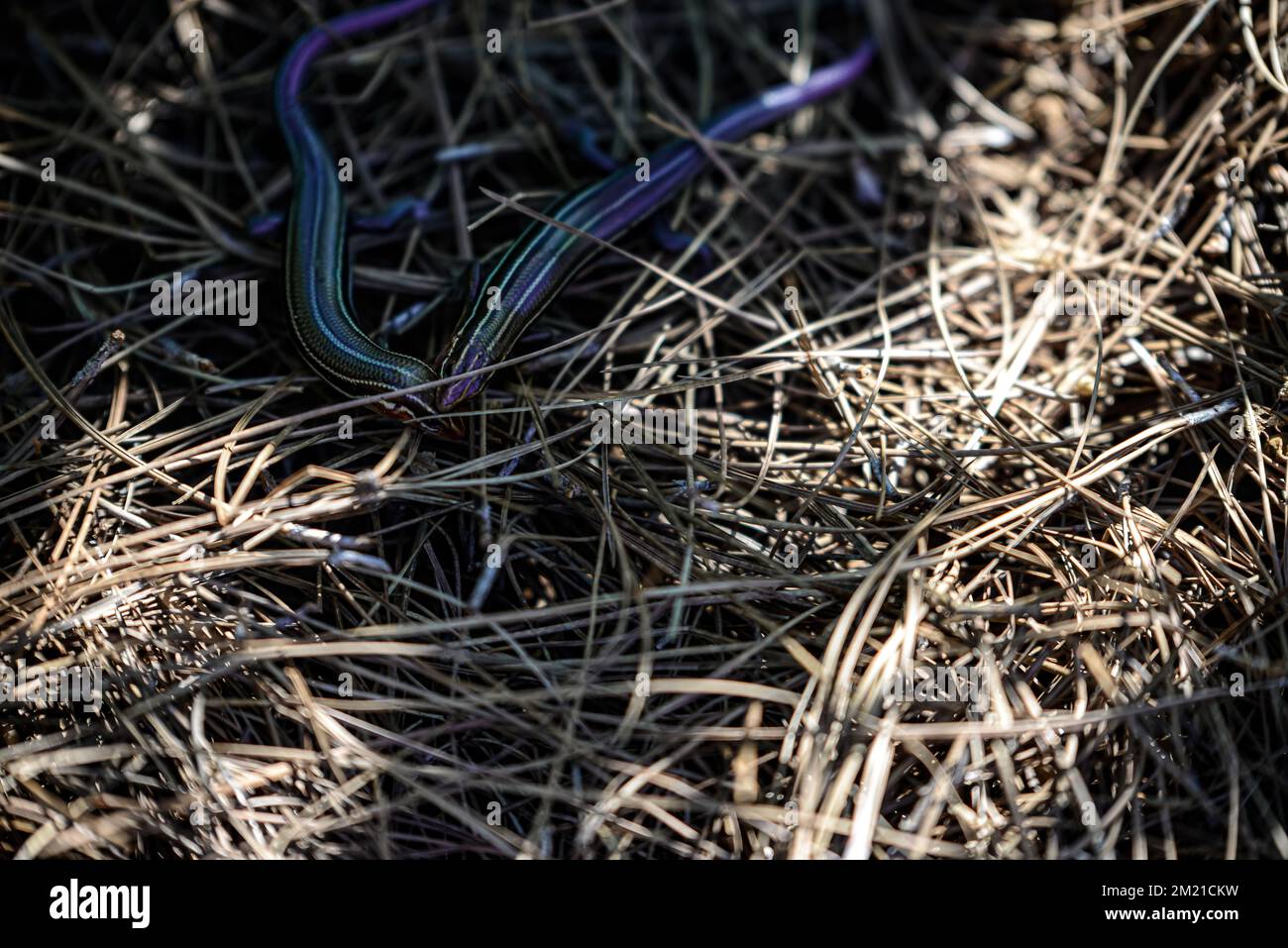 A Skink lizard on wild grass with sunlight Stock Photo