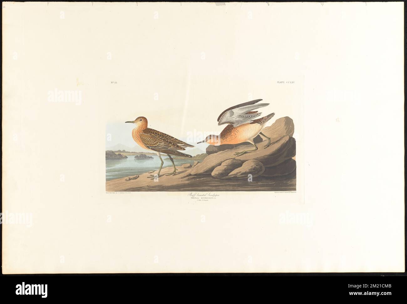 Buff breasted sandpiper : Tringa rufescens, Viell. 1. Male. 2. Female. c.1 v.3 plate 265 , Sandpipers, Tryngites subruficollis. The Birds of America- From Original Drawings by John James Audubon Stock Photo