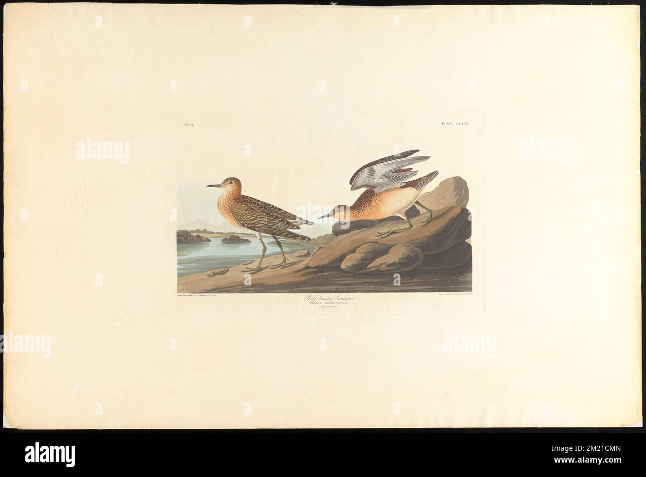 Buff breasted sandpiper : Tringa rufescens, Viell. 1. Male. 2. Female , Sandpipers, Tryngites subruficollis. The Birds of America- From Original Drawings by John James Audubon Stock Photo