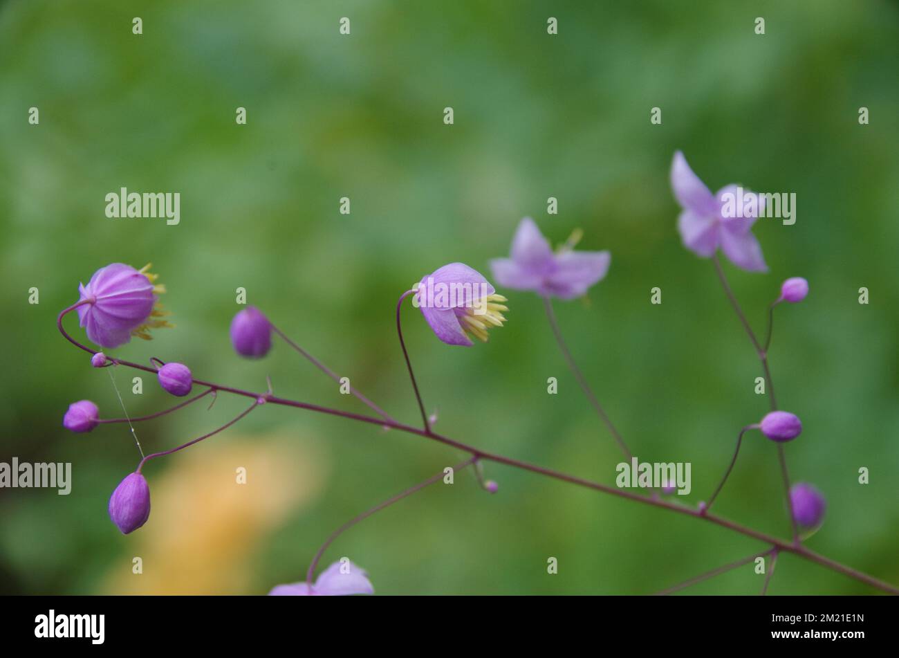 A selective focus of Chinese meadow-rue, Thalictrum delavayi Stock Photo